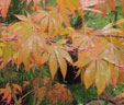 Acer palmatum 'Edna Begman'