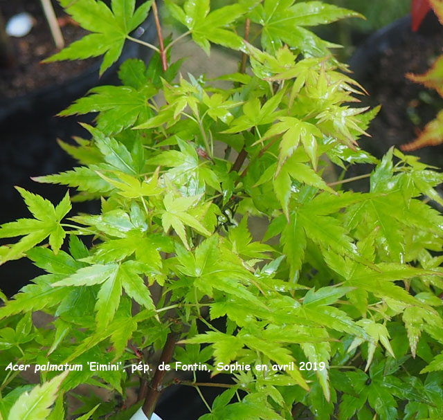 Acer palmatum 'Eimini'