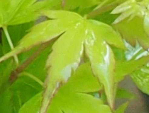 Acer palmatum 'Eimini'