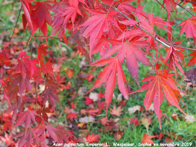 Acer palmatum 'Emperor1'