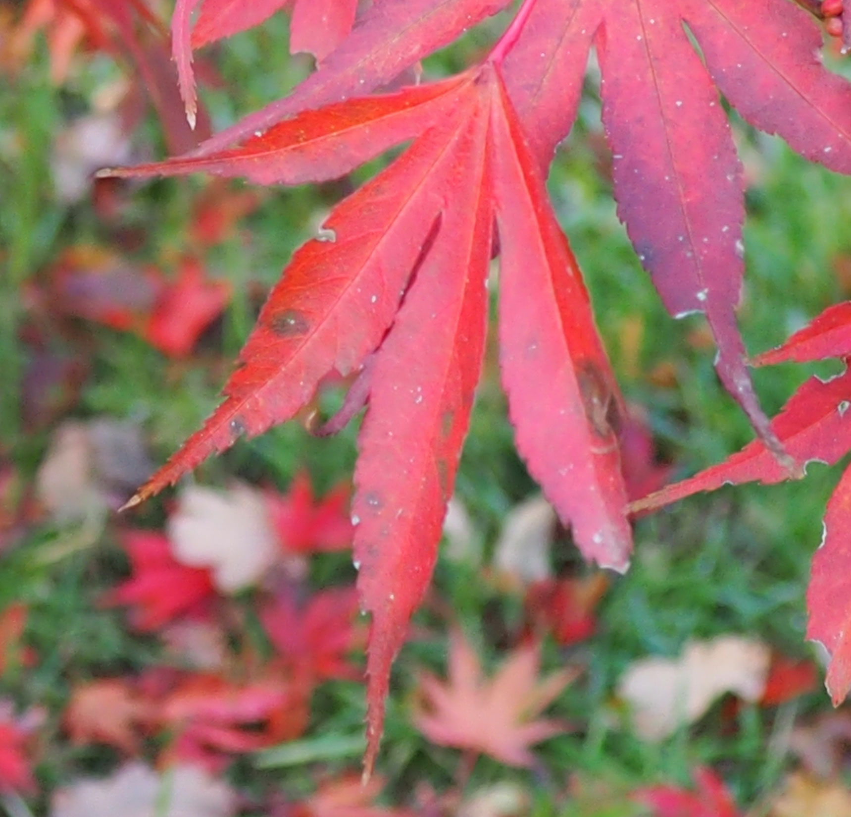 Acer palmatum 'Emperor1'