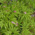 Acer palmatum 'Filigree'