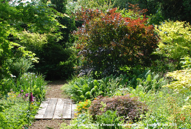 Acer palmatum 'Fior d'Arancio'
