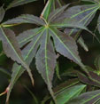 Acer palmatum 'Fior d'Arancio'