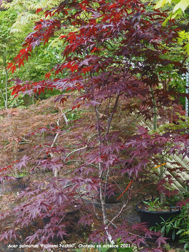 Acer palmatum 'Fujinami-nishiki'