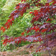 Acer palmatum 'Fujinami Nishiki'