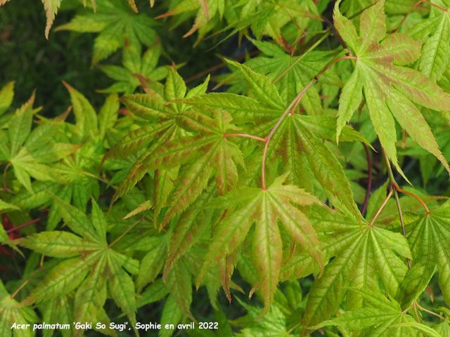 Acer palmatum 'Gaki No Sugi'