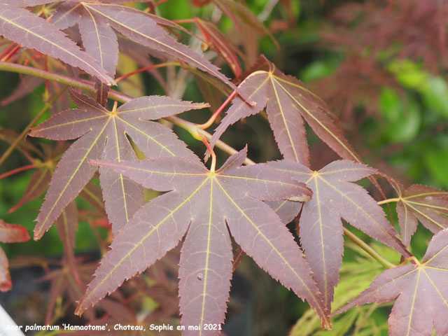 Acer palmatum 'Hamaotome'