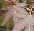 Acer palmatum 'Bloodgood'