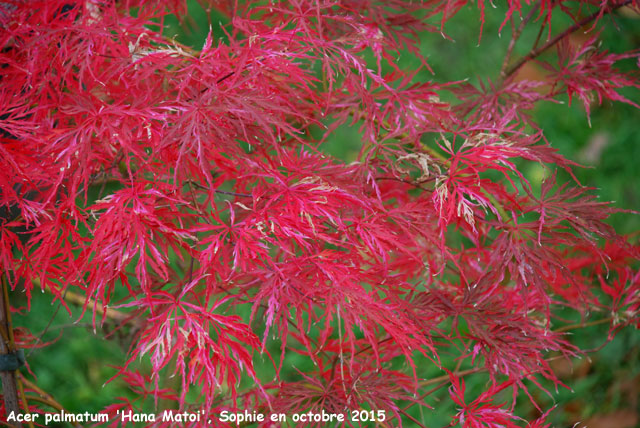 Acer palmatum 'Hana matoi'