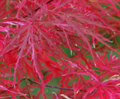 Acer palmatum 'Hana Matoi'