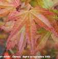 Acer palmatum 'Hino-tori-nishiki'