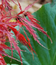 Acer palmatum var. dissectum 'Inaba Shidare'