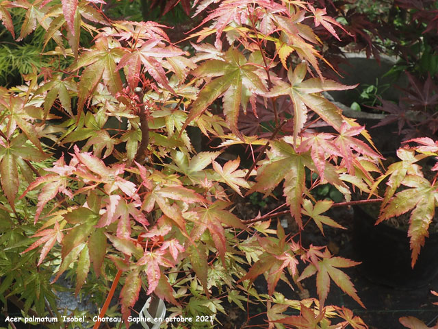 Acer palmatum 'Isobel'