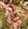 Acer palmatum 'Isobel''