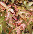 Acer palmatum 'Isobel'