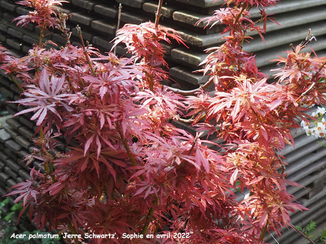 Acer palmatum 'Jerre Schwartz'