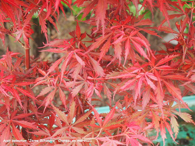 Acer palmatum 'Jerre Schwartz'