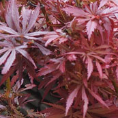 Acer palmatum 'Jerre Schwartz''