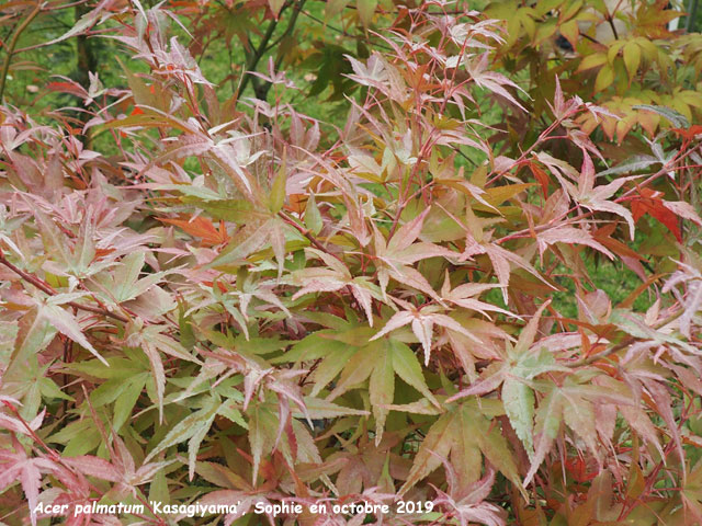 Acer palmatum 'Kasagiyama'