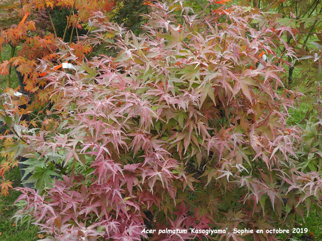 Acer palmatum 'Kasagiyama