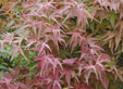 Acer palmatum 'Kasagiyama'