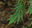 Acer palmatum 'Kinran'