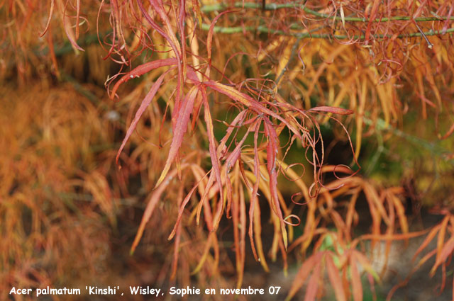 Acer palmatum 'Kinshi'