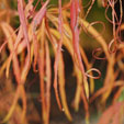 Acer palmatum 'Kinshi'