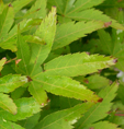 abeliaAcer palmatum 'Koshibori Nishiki'