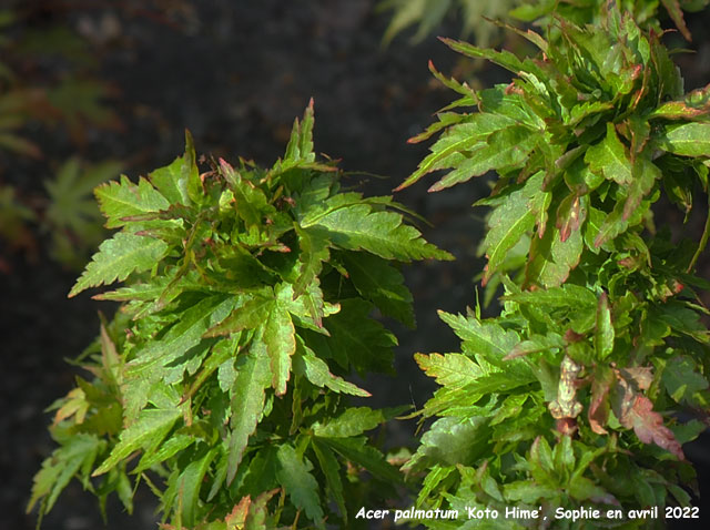 Acer palmatum 'Koto Hime'