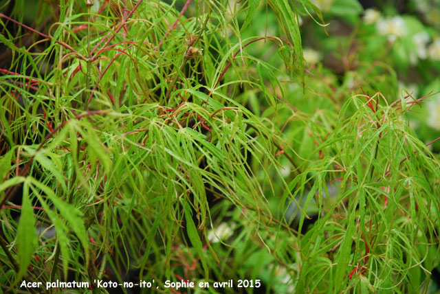 Acer palmatum ''Koto-No-Ito'