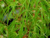 Acer palmatum 'Koto-Ito-Komachi'