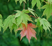 Acer palmatum 'Kurabuyama'