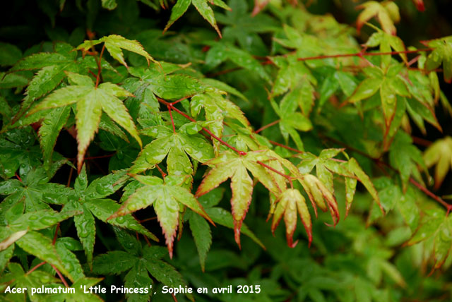 Acer palmatum 'Little Princess'