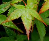 Acer palmatum 'Little Princess'