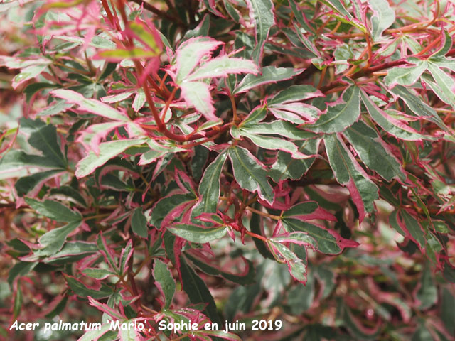 Acer palmatum 'Marlo'