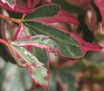 Acer palmatum 'Masu Kagami'