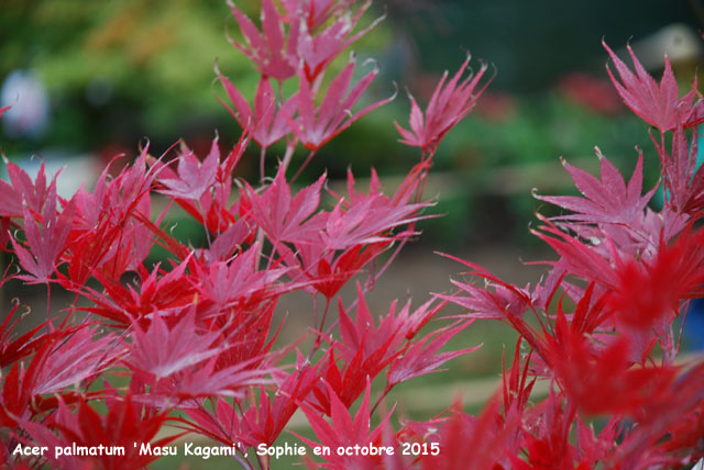 Acer palmatum 'Masu Kagami'