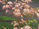 Acer palmatum 'Momoiro Koya san'