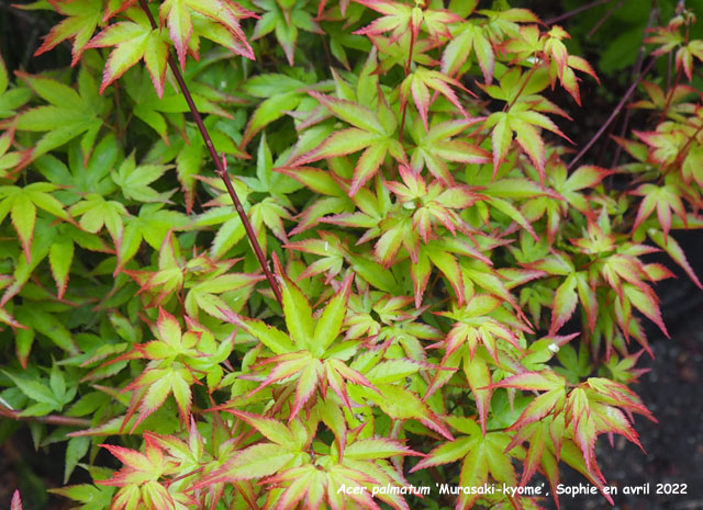 Acer palmatum 'Murasaki-kiyohime'