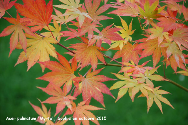 Acer palmatum 'Mirte'