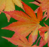 Acer palmatum 'Mirte'