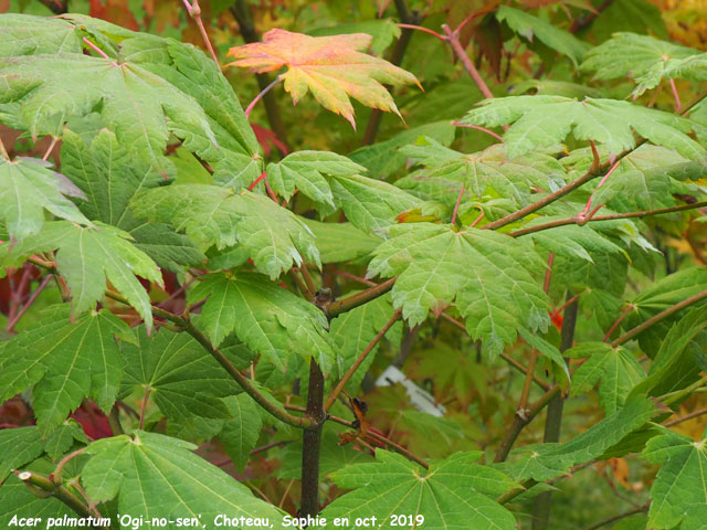 Acer palmatum 'Ogi-No-Sen'