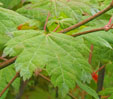Acer palmatum 'Ogi-No-Sen''