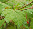 Acer palmatum 'ogi-No-Sen'