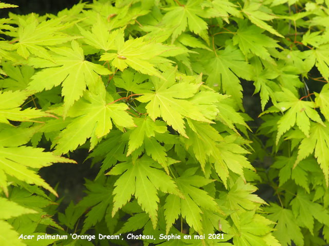 Acer palmatum 'Orange Dream'