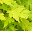 Acer palmatum 'Orange Dream'