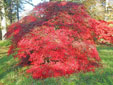 Acer palmatum 'Inaba-Sidare'