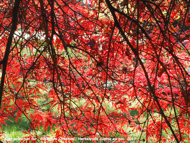 Acer palmatum var. dissectum 'Ornatum'